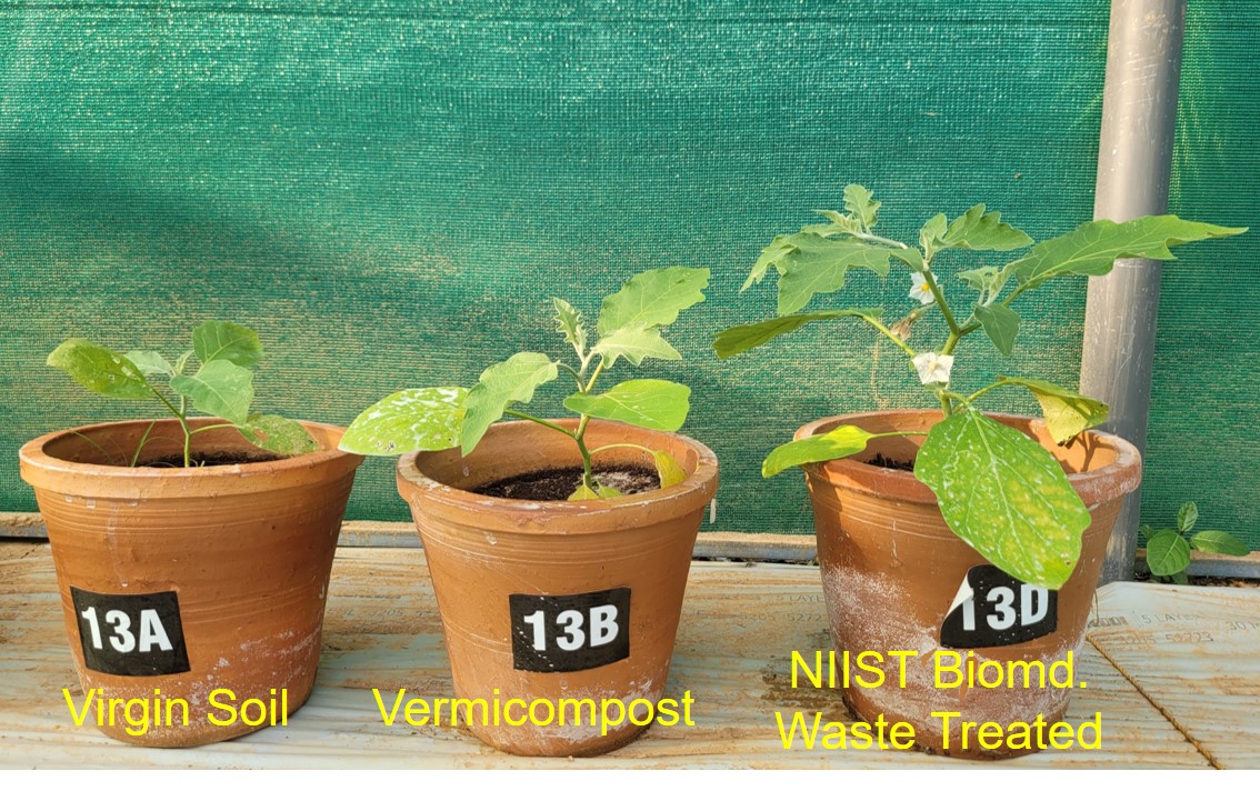 Plant growth comparison